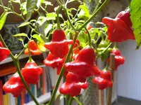 DSCN9761.webp