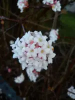 DSC06112.jpg