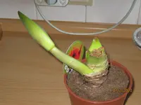 Amaryllis.webp