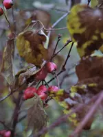 image004.webp