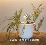 Forum Tillandsie Blütenansatz 2020_12_19 P1160342.jpg