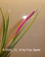 Forum Tillandsie Blütenansatz 2020_12_19 P1160345.jpg