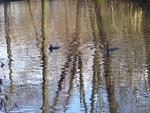 P1020247Kormorane.JPG