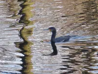 P1020248Kormoran.JPG