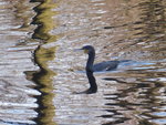 P1020248Kormoran.JPG