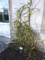 P1020251Winterjasmin.JPG