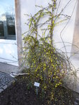 P1020251Winterjasmin.JPG