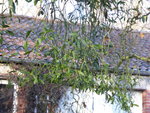 P1020252Mistel.JPG