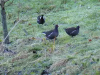 P1020258Teichhühner beim Landausflug.JPG
