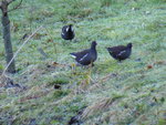 P1020258Teichhühner beim Landausflug.JPG
