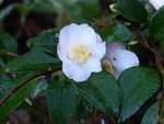 P1020262Kamelie.JPG