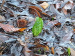 P1020267Austrieb Aaronstab.JPG