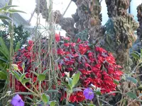 P1020272Weihnachtskaktus.JPG