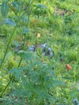 P1020280Phazelia.JPG