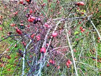 IMG_20201219_135556_1.webp