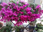 20201218_135101.jpg