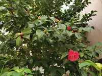 IMG_20201222_100614Camellie1.webp
