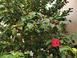 IMG_20201222_100614Camellie1.jpg