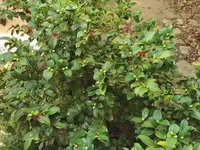 IMG_20201222_100751Camellie2.webp