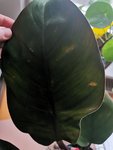 IMG_20201225_114052.jpg