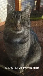Forum Katze grau gestreift 2020_12_25 Terrassentüre P1160365.webp