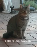 Forum Katze grau gestreift 2020_12_25 Terrassentüre P1160368.webp
