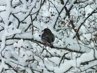 DSCF4450 (2).webp