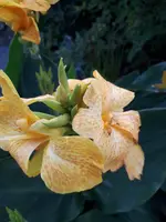 20200819_192011.webp