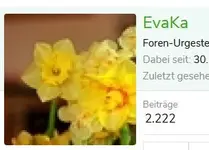 eva.webp