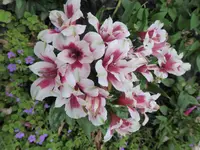 P1010436.webp