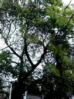 P1020206.webp