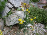Narcissus jonquilla_Baby Moon_01.05.2020.JPG
