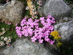 Dianthus brevicaulis ssp. brevicaulis_10.05.2020.JPG