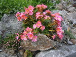 Lewisia cotyledon_Rote Auslese_10.05.2020.JPG