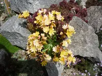 Lewisia_Gelbe Auslese_01.05.2020.JPG