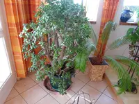 DSC01442.webp