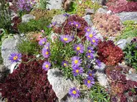 Dianthus alpinus_30.05.2020.JPG