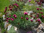 Dianthus cruenthus_Blutnelke_30.05.2020.JPG