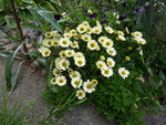 Erigeron flettii var. Distler_07.06.2020.JPG