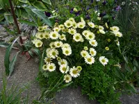 Erigeron flettii var. Distler_07.06.2020.webp