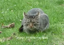Forum Katze grau getigert 2021_01_02 P1160375.webp