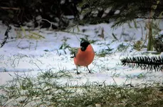 DSCN4156.webp