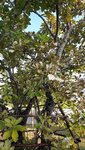 Baum1.jpg
