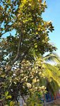 Baum2.jpg