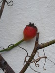 P1020343Kletterrose Thor.JPG