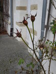 P1020345Kletterrose Coral Dawn.JPG