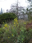 P1020351Färberginster.JPG