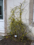 P1020354Winterjasmin.JPG