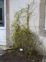 P1020354Winterjasmin.webp