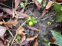 P1020360Winterling.JPG